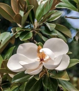 Magnolia grandiflora 'Mont Blanc' 